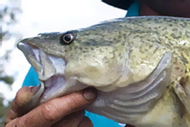 Murray cod make remarkable comeback