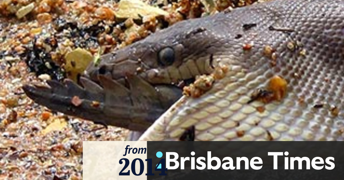 Snake Eats Crocodile After Epic Fight In Queensland