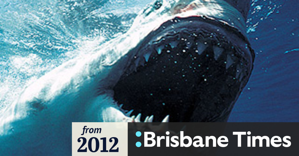 Divers brave shark to retrieve mate's body