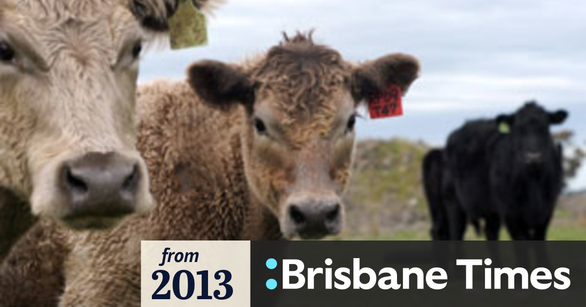 Queensland cattle crisis: animal welfare or the environment