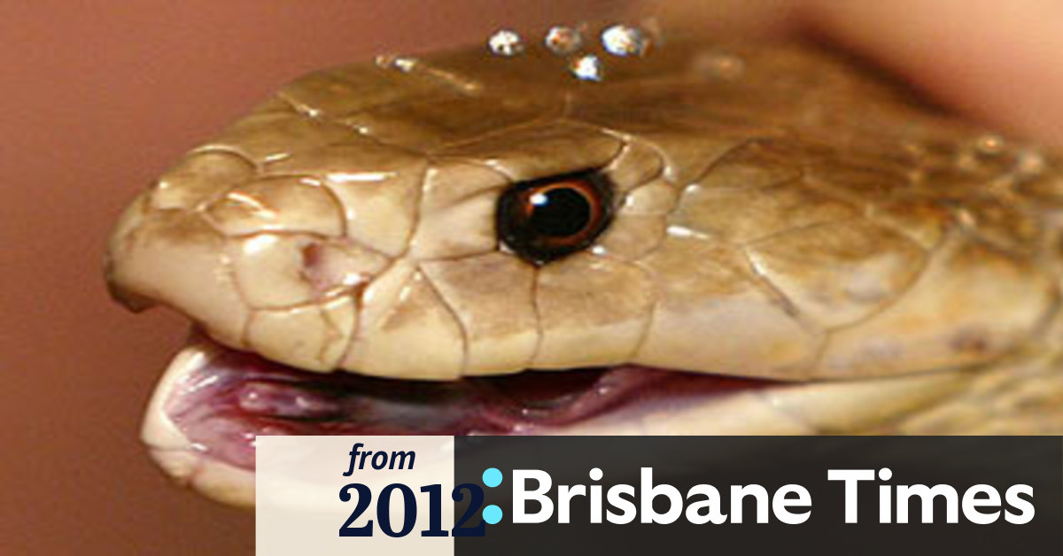 Worker killed by taipan in central Queensland