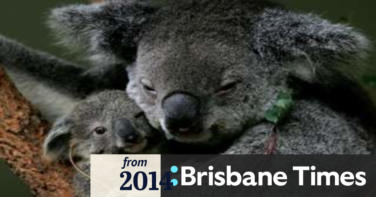 Koalas' conservation status downgraded