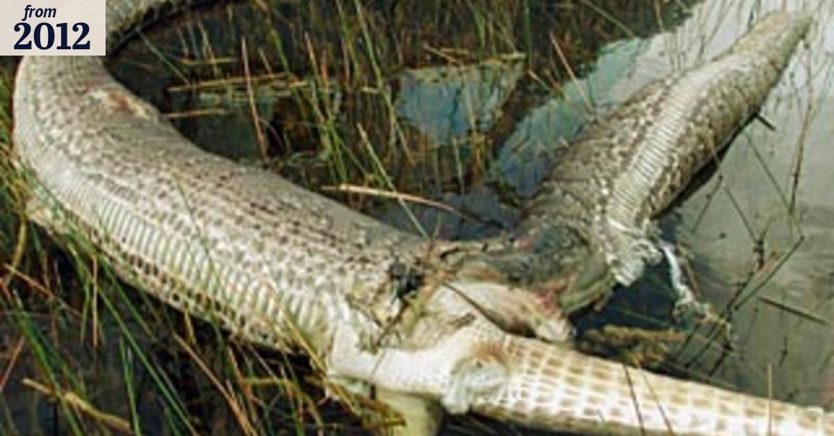Local wildlife disappears as giant pythons swamp Florida