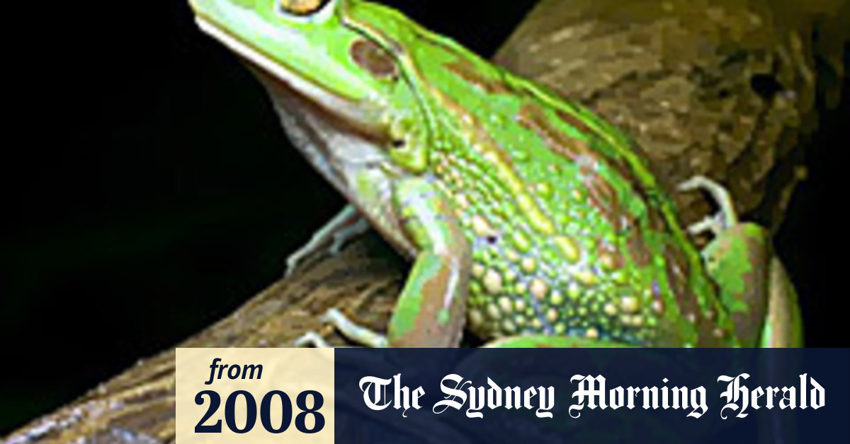 Pregnancy Test Leaves At Risk Frogs Holding The Baby
