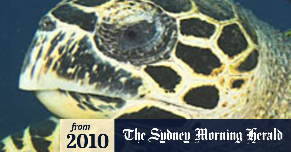 www.smh.com.au