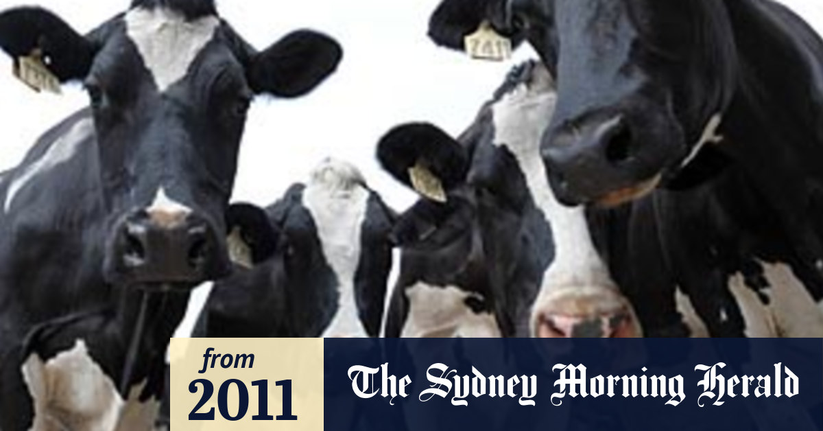 Price war could spell the end of fresh milk on supermarket ...