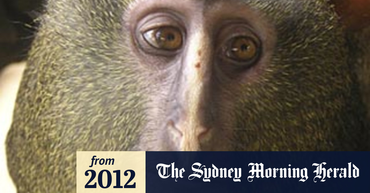 Scientists discover new monkey species in Congo