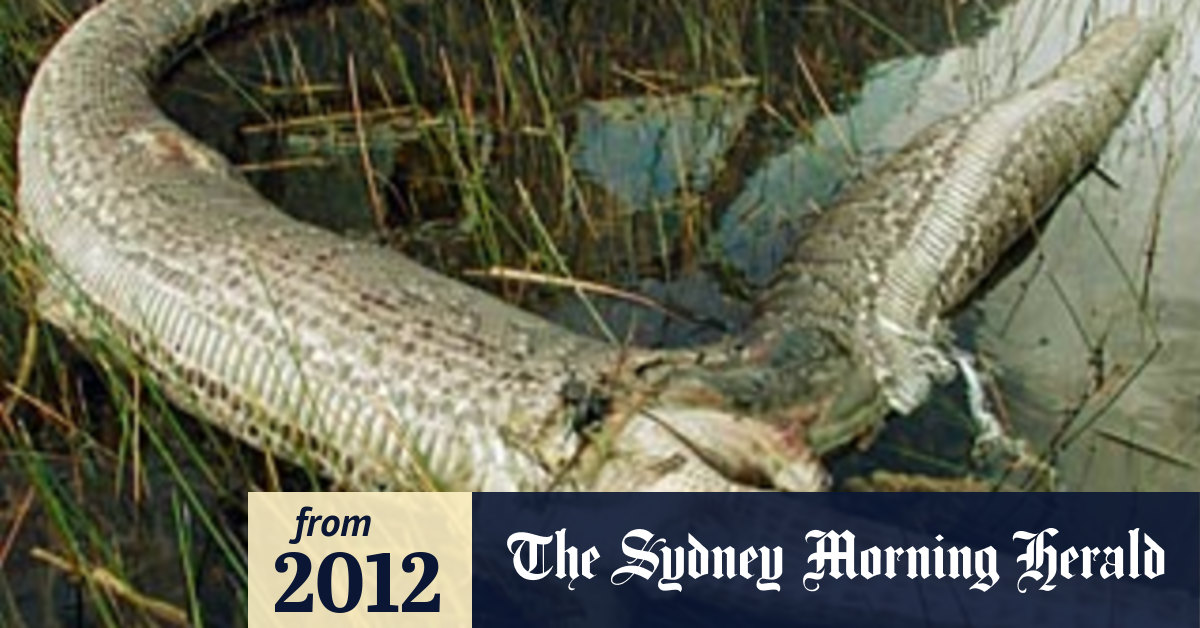 Local wildlife disappears as giant pythons swamp Florida