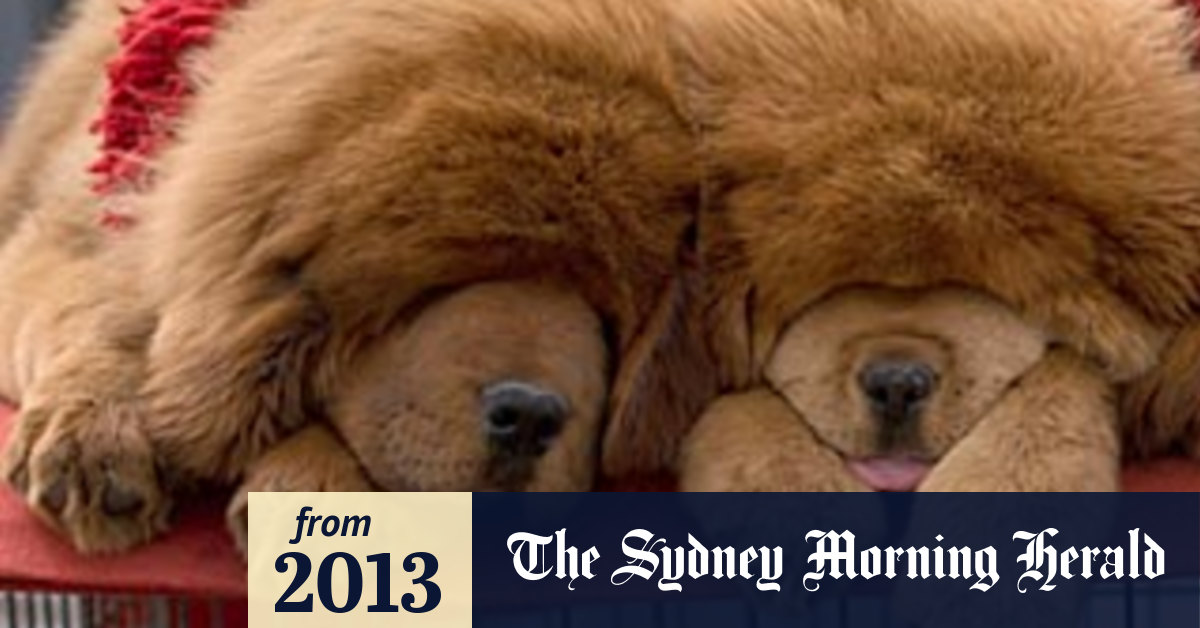 Mastiffs Make A Motza For Breeders In China