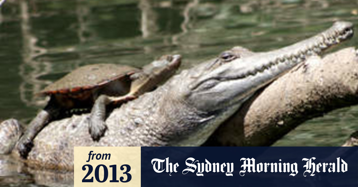 Turtle hitches ride on crocodile
