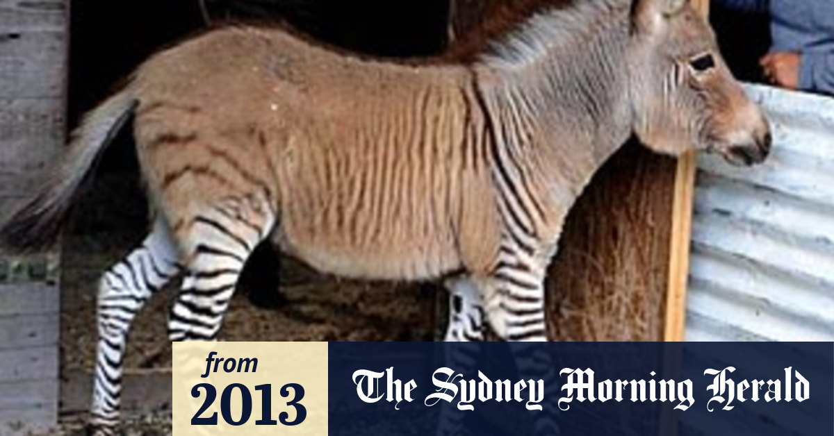 Meet the 'zonkey': a zebra-donkey hybrid