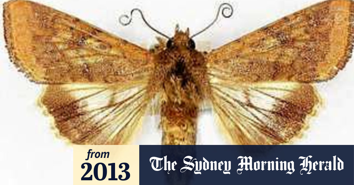 Need Energy Boost Give Bogongs A Whirl They Re Flavour Of The Moth