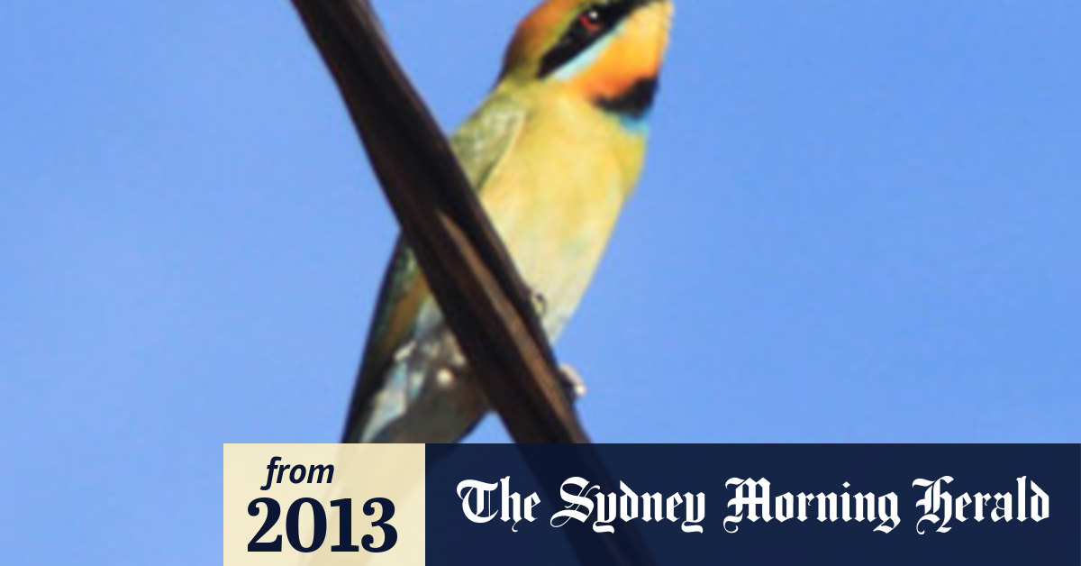 Birds of Perth: Rainbow bee-eaters' colourful dive