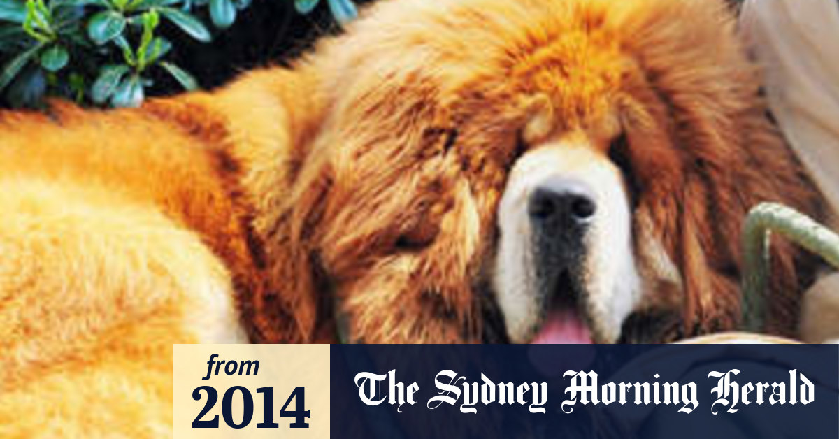 red tibetan mastiff for sale