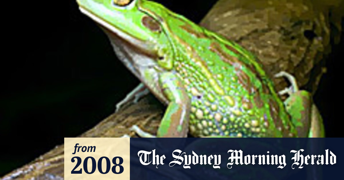 Pregnancy Test Leaves At Risk Frogs Holding The Baby