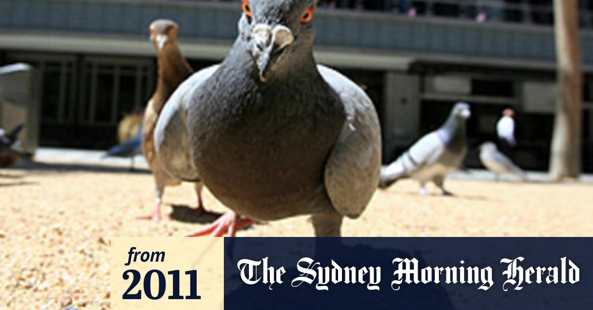 Rare pigeon virus 'can spread to humans'