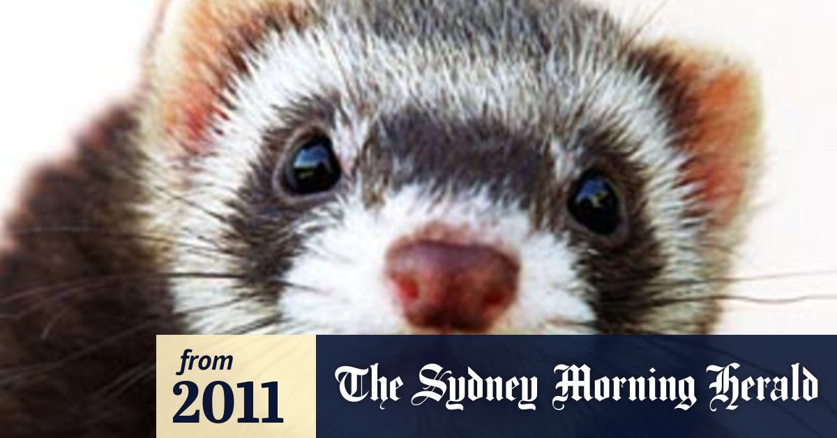 Researchers ferret out a flu cure