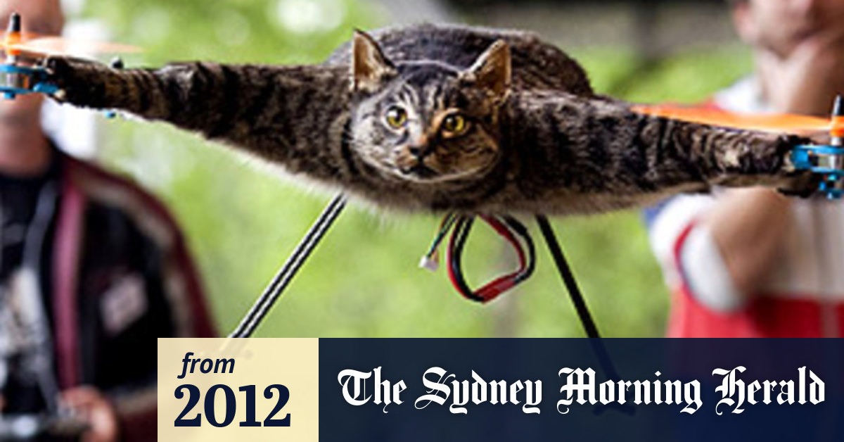 Kill The Animal Killers Cat Helicopter Sparks Graffiti Complaints