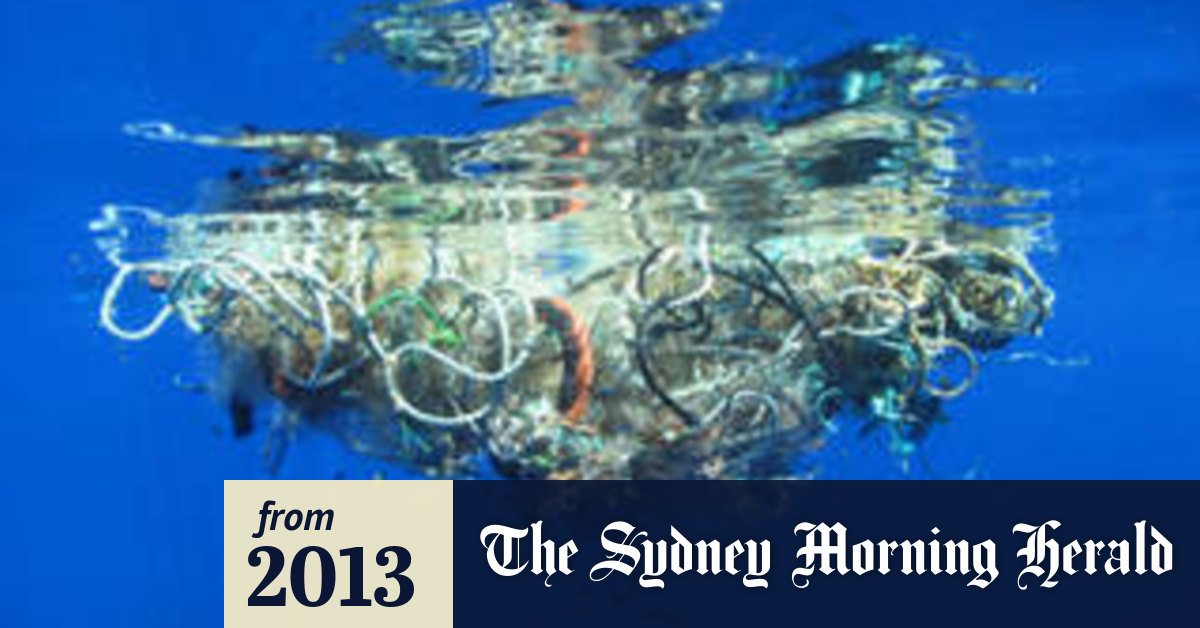 Plastic Could Enter Food Chain Through Sealife Around Australia