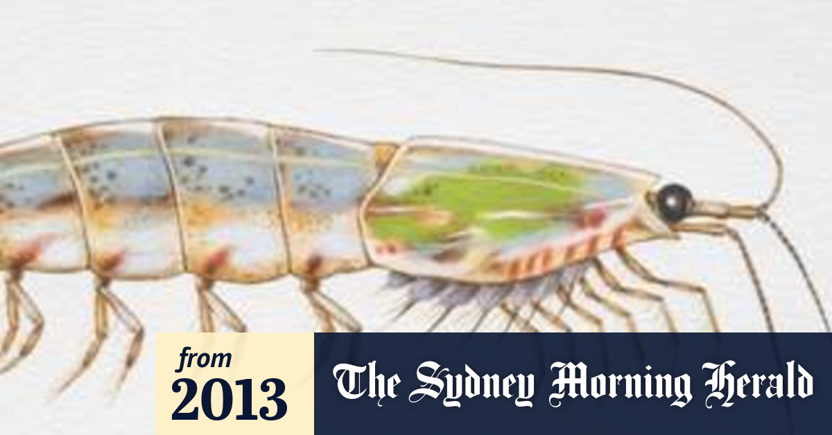 Stressed krill first sign of damage