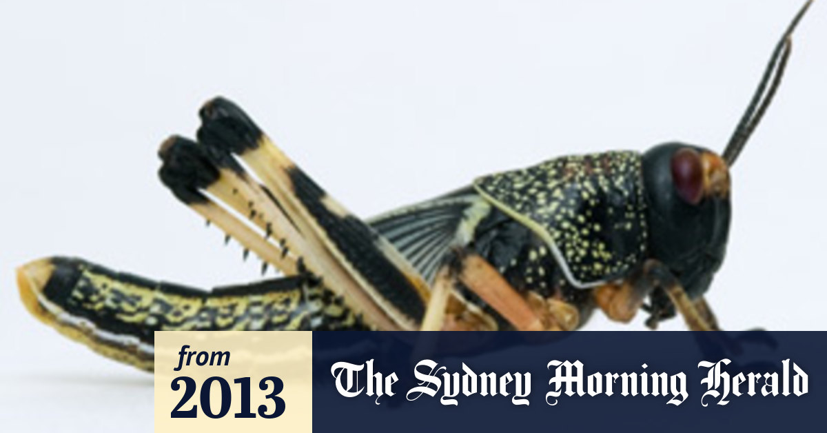 Keeping Locusts At Bay