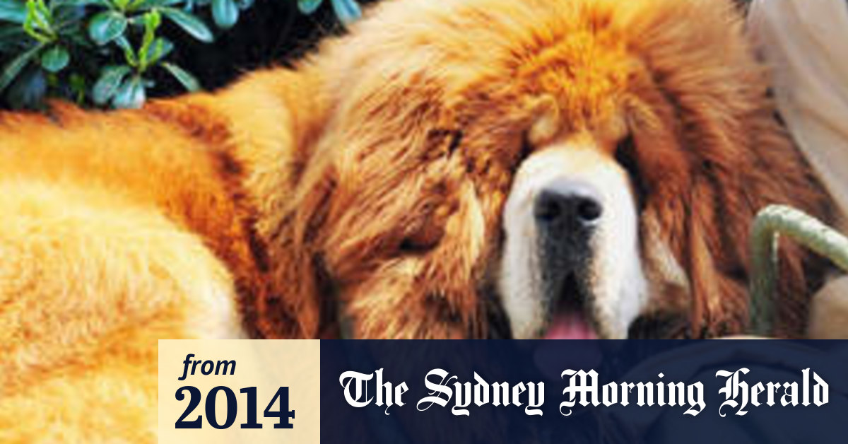 Tibetan Mastiff Puppy Sells For Record Breaking 2m In China