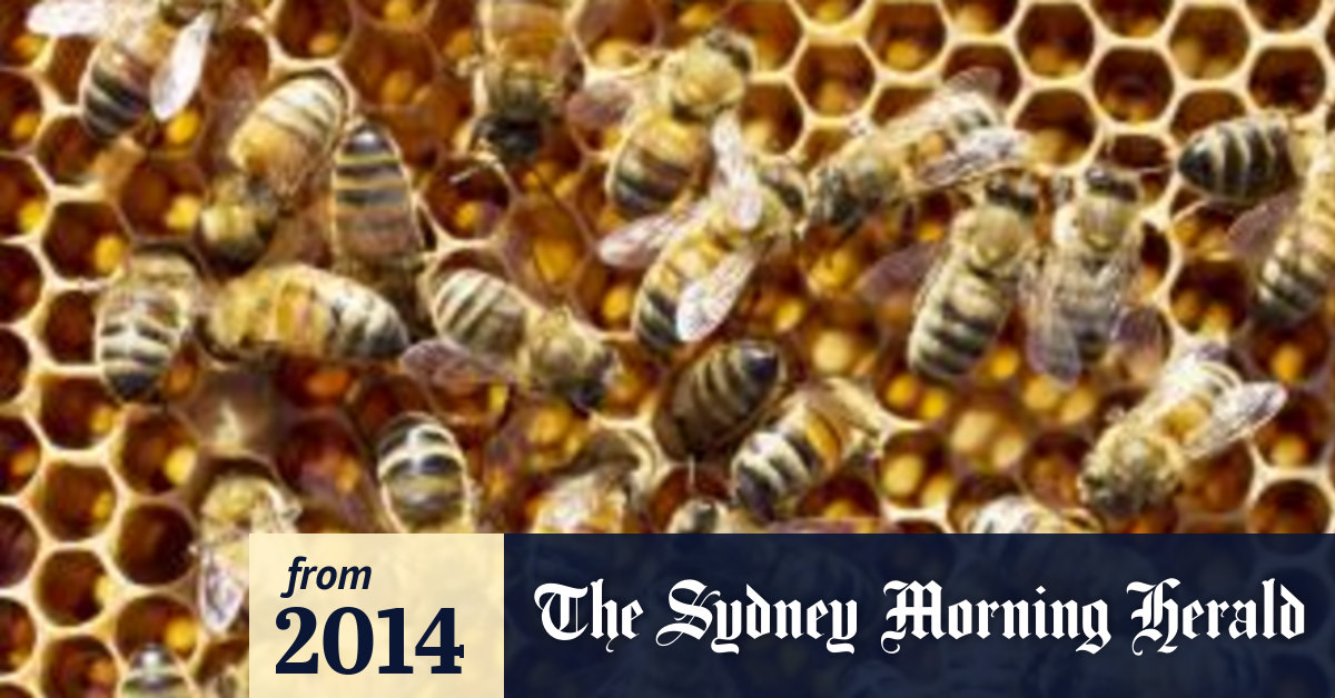 Bee decline essay 06 image