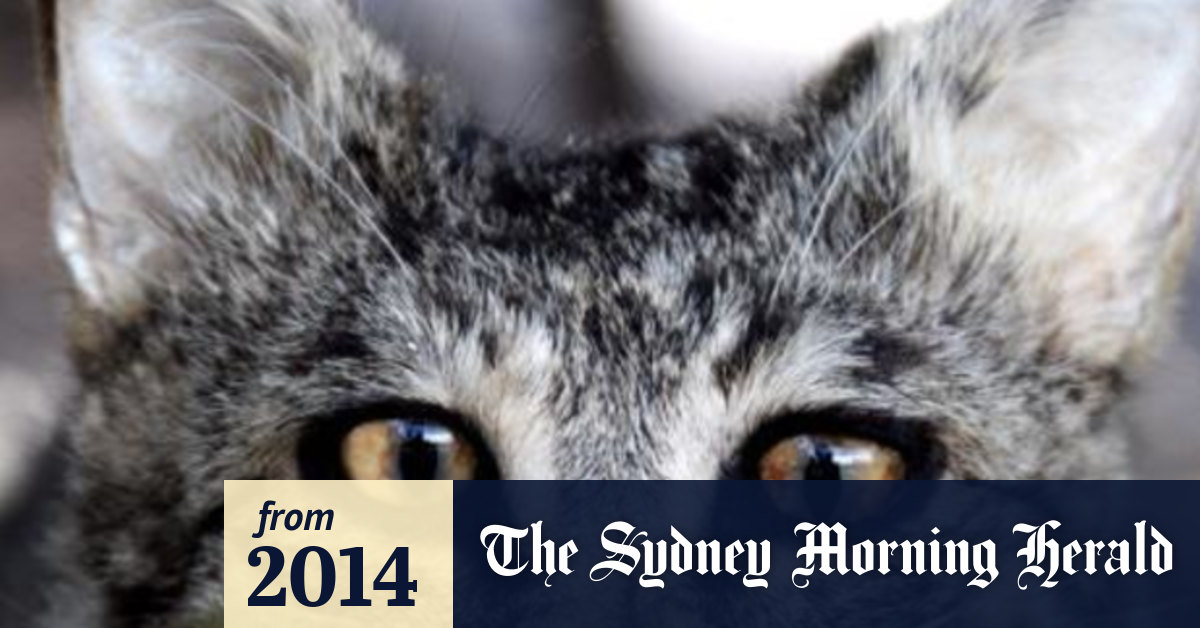 Gone Feral The Cats Devouring Our Wildlife