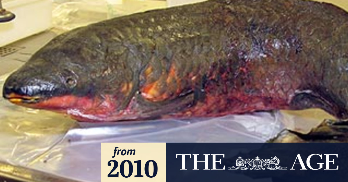 Lungfish habitat image