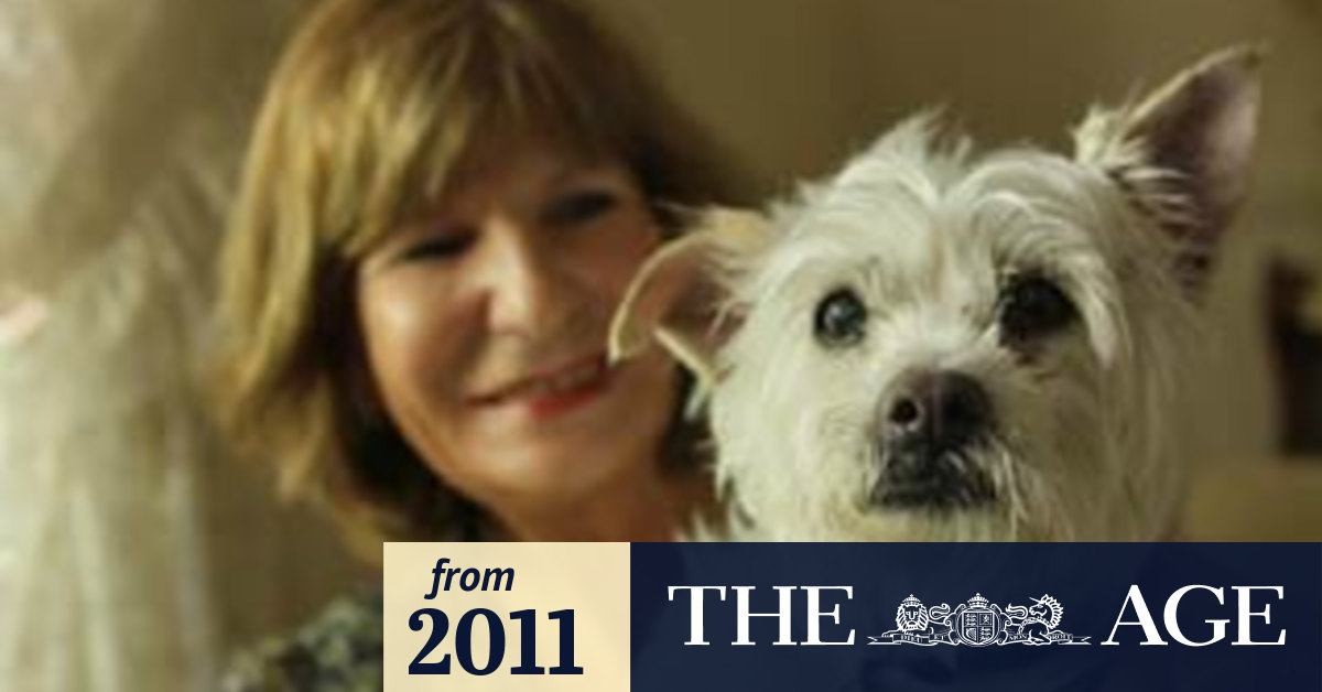 Canine dementia essay 08 picture