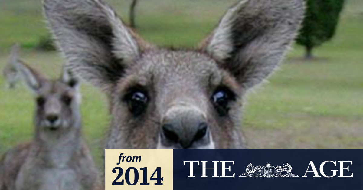 Culled Kangaroos To Be Harvested In Victoria For Pet Food Sale