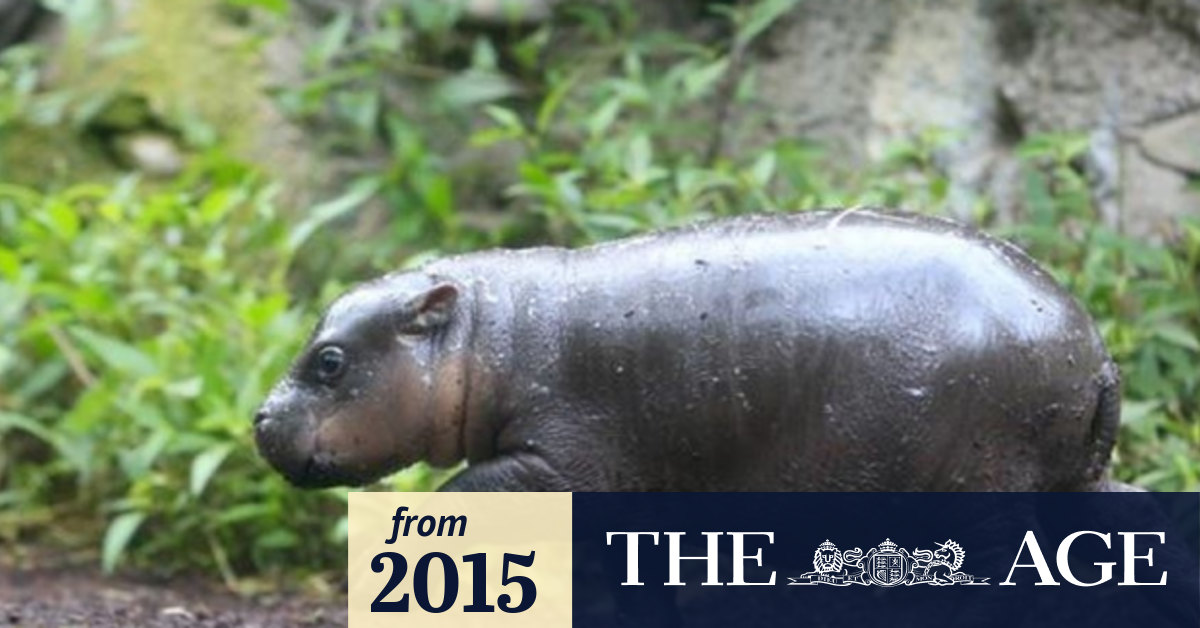 Photos: Melbourne Zoo's new baby hippo has his first swim