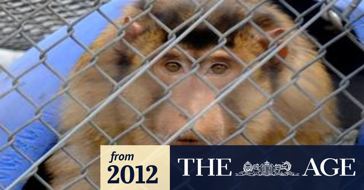 The monkey farm primates being bred for experiments