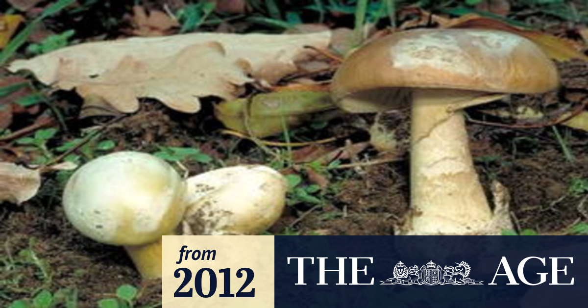 Alert on toxic mushrooms after liverfailure deaths
