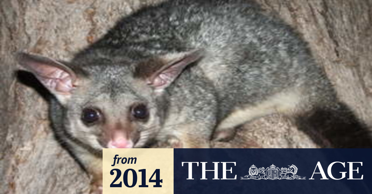 Devour And Conquer Victoria S Possum War