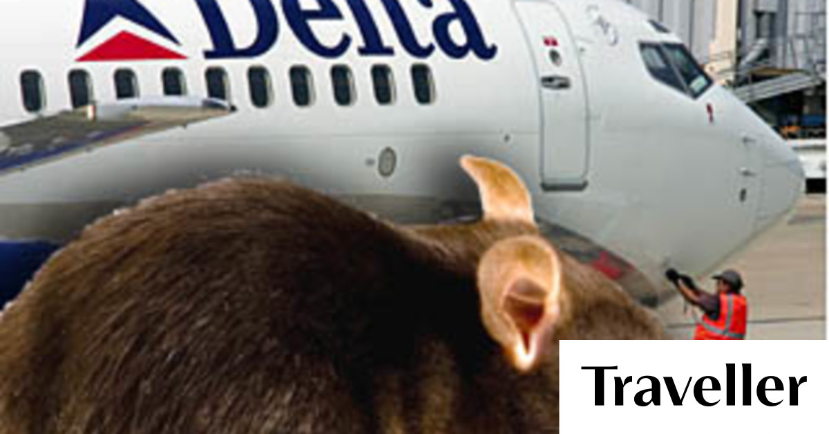 Rat droppings on Delta plane 'too numerous to count'