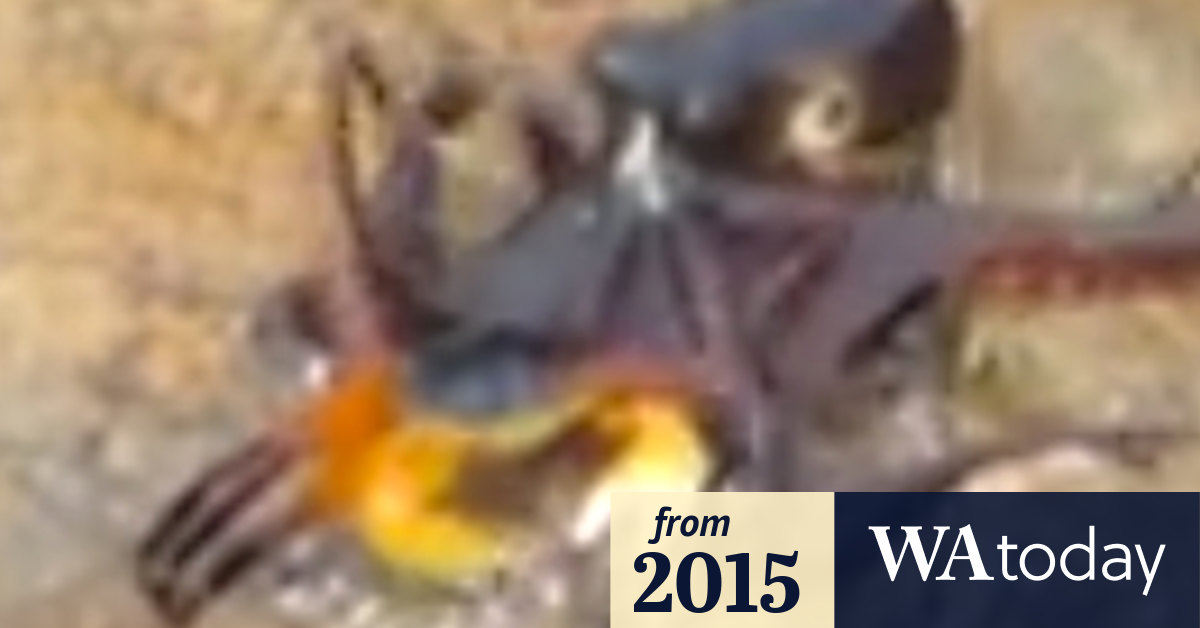 Octopus versus crab in Yallingup death battle
