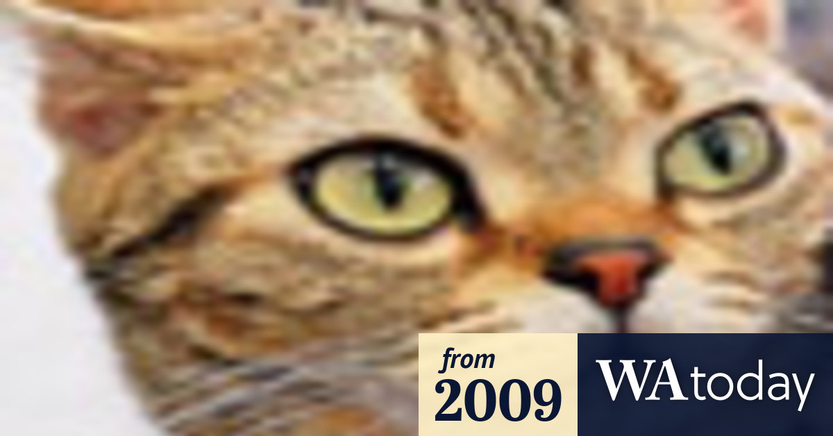 State Government Considers Tough New Cat Laws