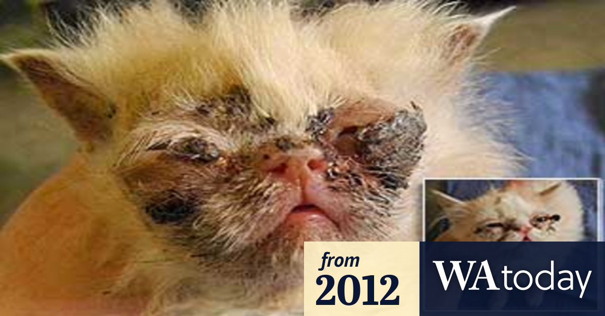 Persian Cats Put Down After Dumping
