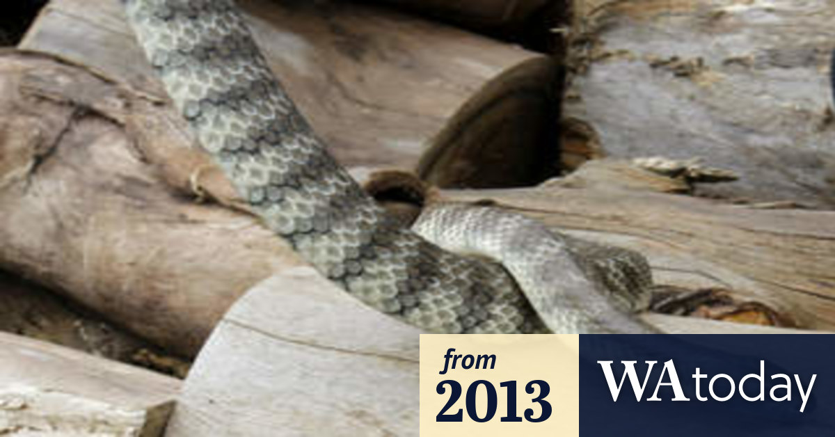 Watch out for snakes: WA government issues warning after two bites