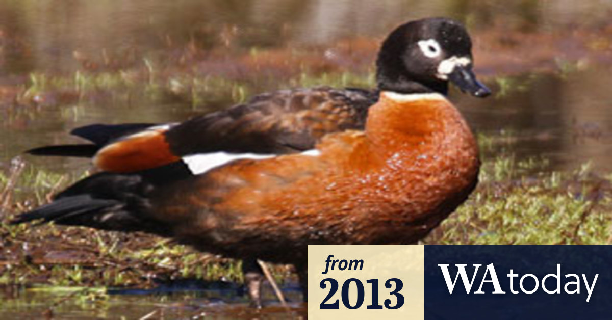 Mountain ducks pair for life