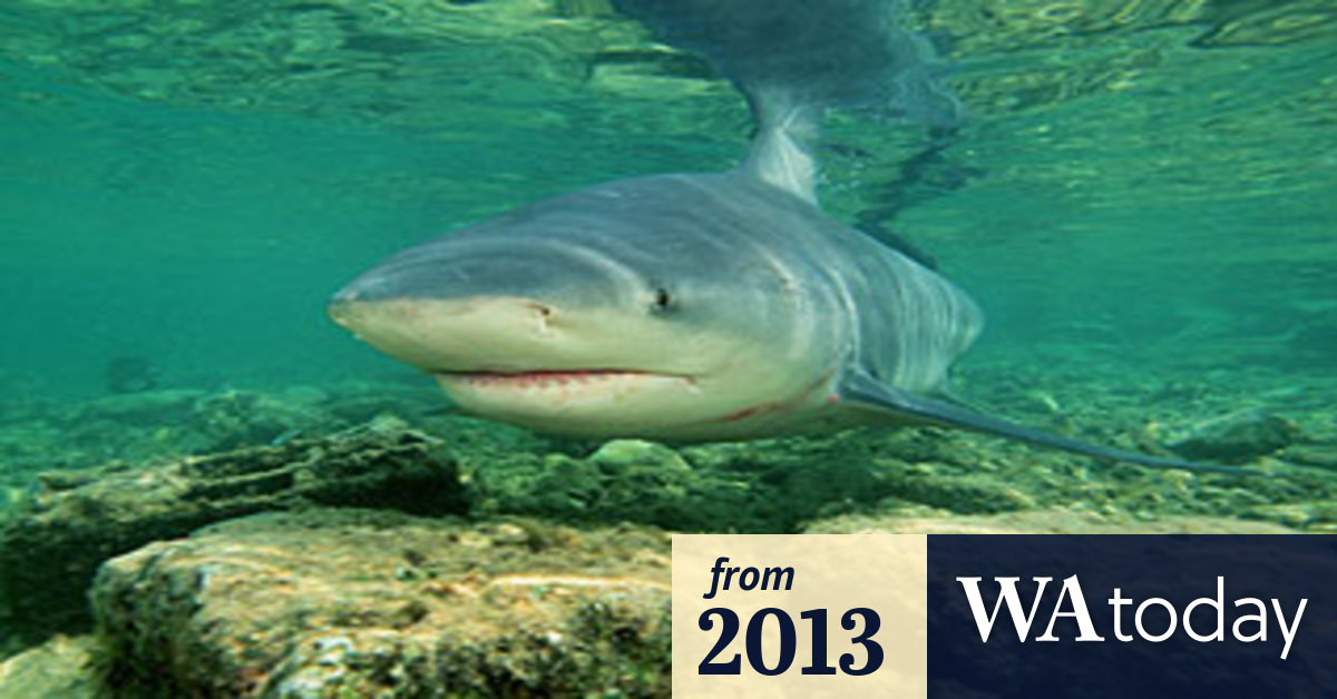 Bull sharks use Swan River for birthing