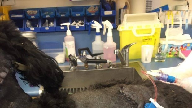 Toy poodle nearly mauled to death by pit bulls in Gungahlin