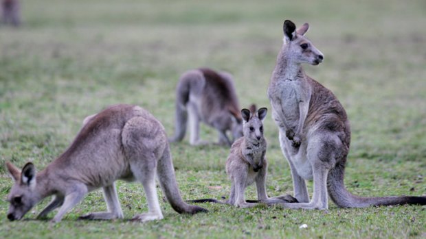 Kangaroo meat not as healthy as you think