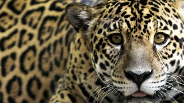 Calvin klein obsession hot sale attracts big cats