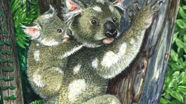その他 THE KOALA: A Natural History Ancient koalas had the pick of not-so-tough nosh
