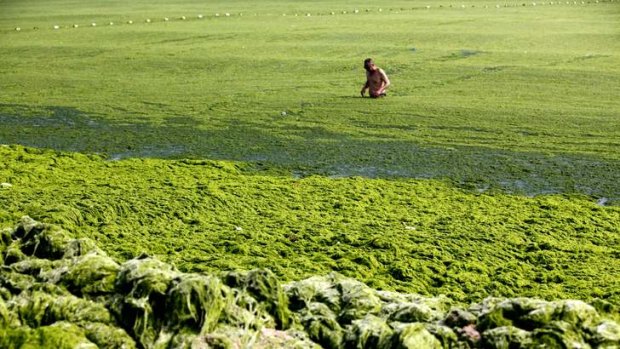 Qingdao algae store