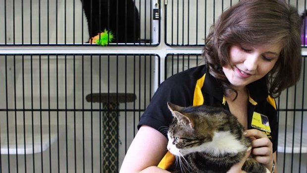 Rescue cats and dogs set trend at pet stores