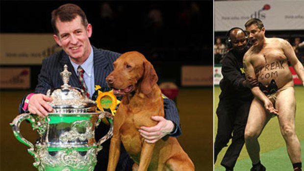 Crufts vizsla hot sale