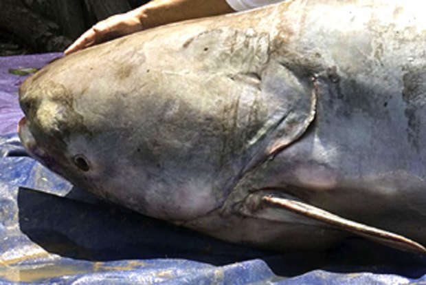 Mekong dams threaten giant fish, says WWF